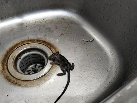 A dead mouse lying inside a kitchen sink, illustrating a household pest problem, 스톡 사진