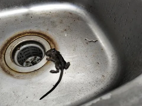 A dead mouse lying inside a kitchen sink, illustrating a household pest problem, Fotos Stock