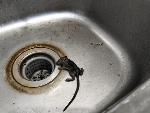 A dead mouse lying inside a kitchen sink, illustrating a household pest problem, Fotos Stock