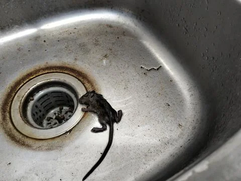 A dead mouse lying inside a kitchen sink, illustrating a household pest problem, Fotos Stock