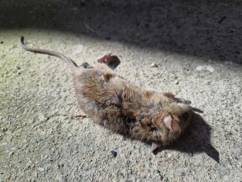 Dead mouse lying on rough concrete in bright sunlight Stock Photos