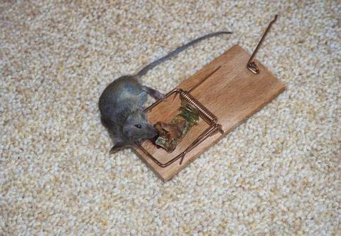 Dead mouse in mousetrap with bacon Stock Photos