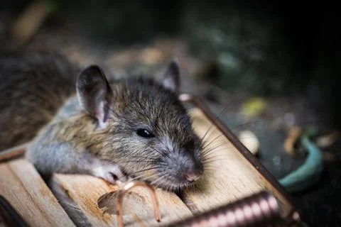 Dead Mouse in  a Mousetrap Stock Photos