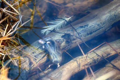 Dead mouse in nature Stock-Fotos