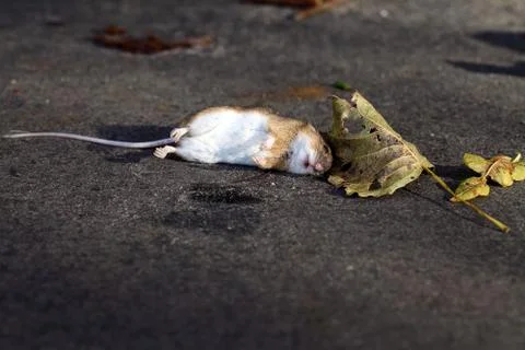 Dead mouse 写真素材
