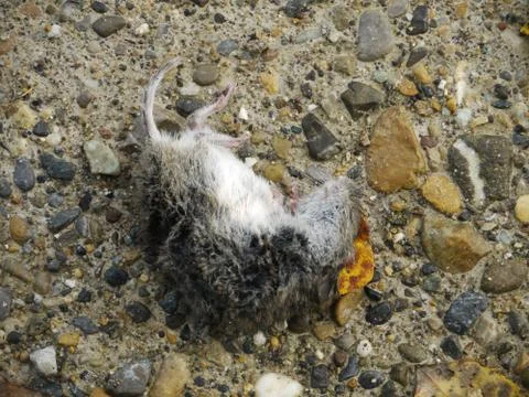 Dead mouse Stock Photos