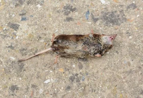 Dead mouse Stock Photos
