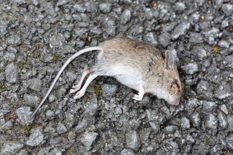 Dead mouse Stock Photos