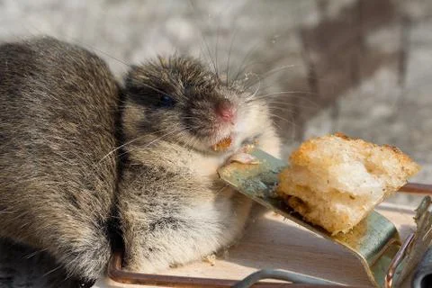 Dead Mouse 스톡 사진