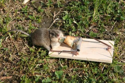 Dead Mouse 스톡 사진