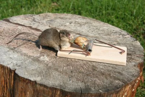 Dead Mouse Stock Photos