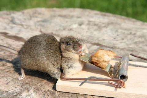Dead Mouse Stock Photos