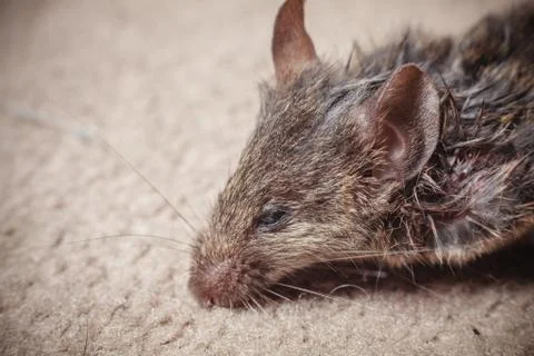 Dead mouse Photos