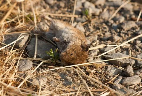 Dead mouse Foto stock