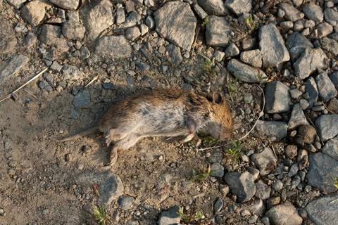 Dead mouse Stock Photos