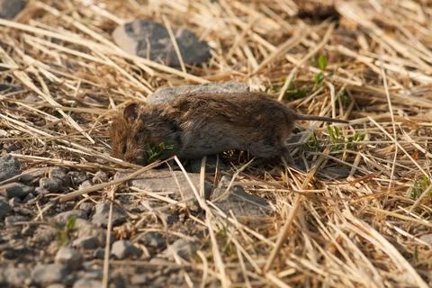 Dead mouse Foto stock
