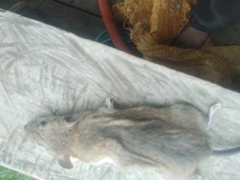 Dead mouse Stock Photos