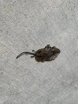 Dead mouse Stock Photos