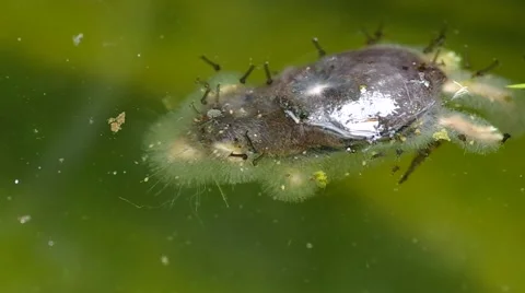 Dead mouse in the pond Stock Footage 43179910