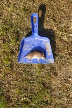 Dead mouse on spatula Stock Photos