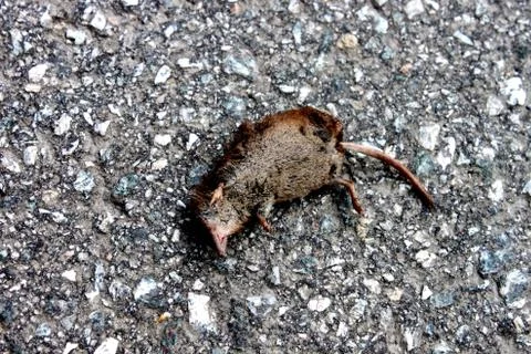 The dead mouse is on the Stone Road Foto stock