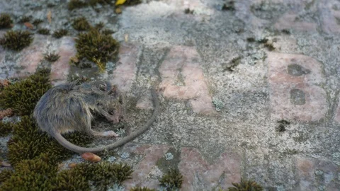 Dead mouse on the tombstone. Video stock 90080924