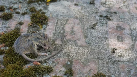 Dead mouse on the tombstone. Video stock 90081139
