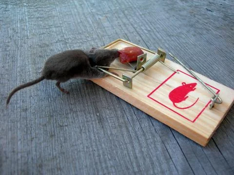 Dead mouse in a trap Foto stock