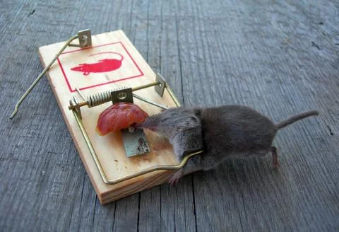 Dead mouse in a trap Stock Photos