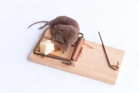 Dead Mouse in a Trap 스톡 사진