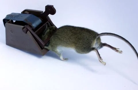 Dead mouse in trap. Stock Photos