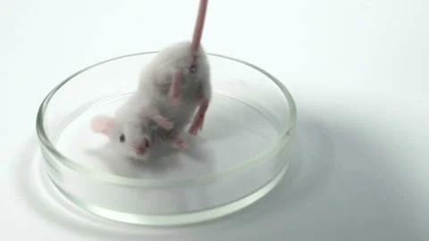 The dead mouse on white background for rat die animal background concept Stock Footage 98585829