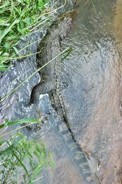 Dead mugger Stock Photos