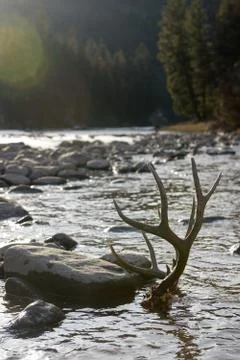 Dead mule deer in river Stock Photos