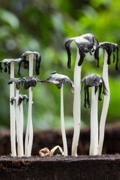 Dead  mushrooms Stock Photos