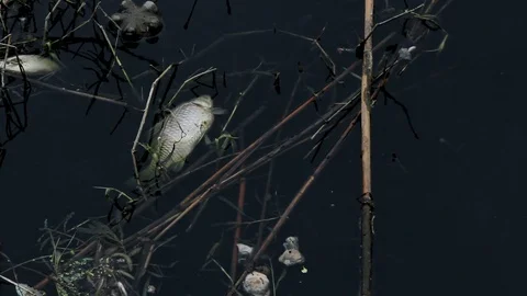 Dead mussels and fish float surface with contaminated water 스톡 동영상 89161839