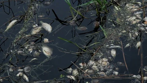 Dead mussels and fish float surface with contaminated water 스톡 동영상 89161861