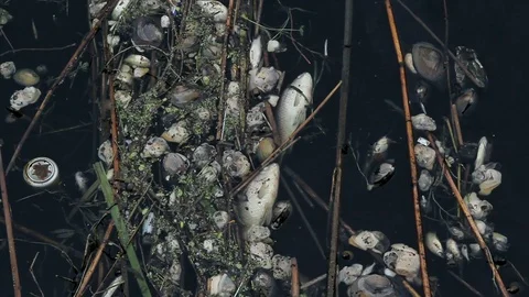 Dead mussels and fish float surface with contaminated water Stock Footage 89161893