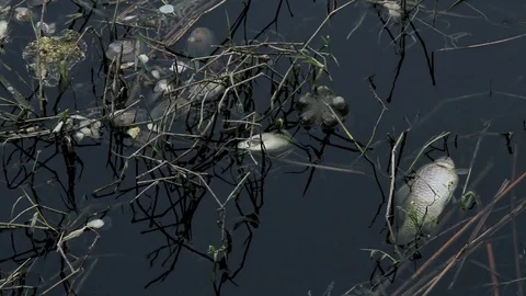 Dead mussels and fish float surface with contaminated water 스톡 동영상 89162057