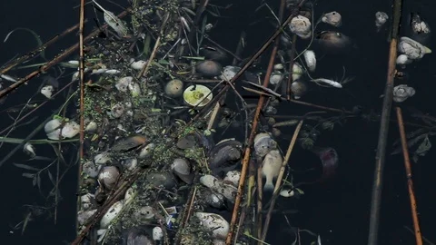 Dead mussels and fish float surface with contaminated water 스톡 동영상 89162194