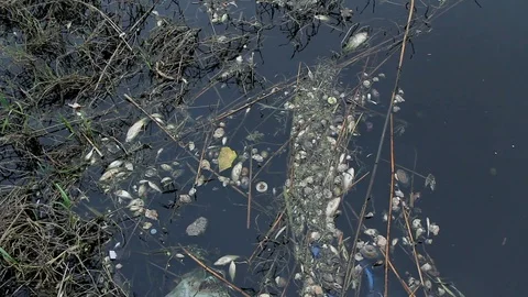 Dead mussels and fish float surface with contaminated water 스톡 동영상 89162227