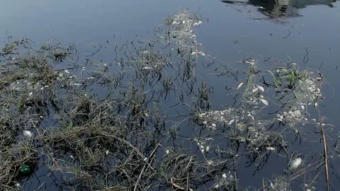 Dead mussels and fish float surface with contaminated water 스톡 동영상 89162451