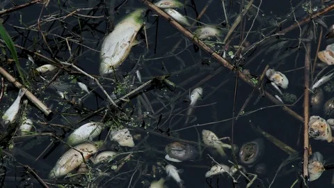 Dead mussels and fish float surface with contaminated water 스톡 동영상 89162482