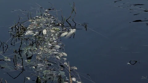 Dead mussels and fish float surface with contaminated water 스톡 동영상 89162496