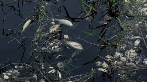 Dead mussels and fish float surface with contaminated water 스톡 동영상 89883095