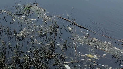 Dead mussels and fish float surface with contaminated water 스톡 동영상 89883661