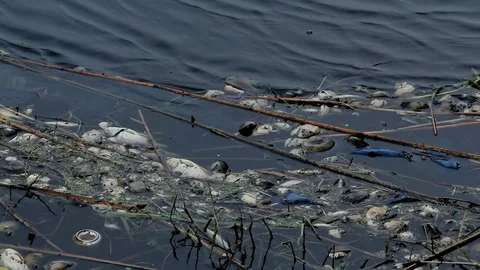 Dead mussels and fish float surface with contaminated water 스톡 동영상 89883715