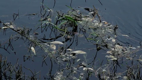 Dead mussels and fish float surface with contaminated water 스톡 동영상 89884068