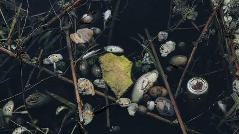 Dead mussels and fish float surface with contaminated water 스톡 동영상 89884453