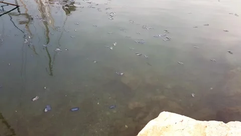 Dead mussels float surface of water Video stock 306090045